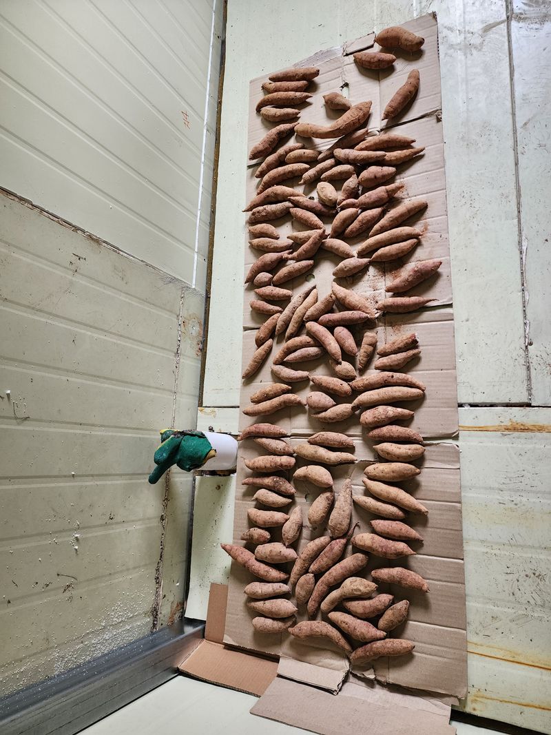 노새님의 장터 구매 후기 썸네일