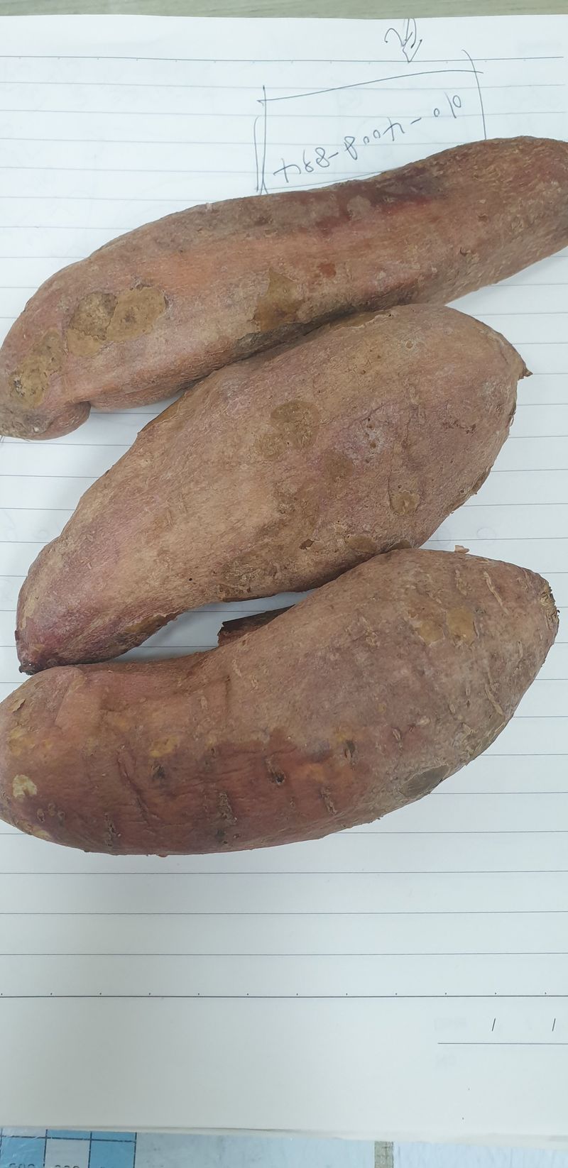 밤가시 여주농장님의 장터 구매 후기 썸네일