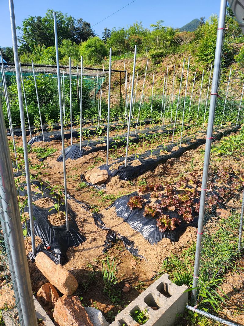 베로니카님의 장터 구매 후기 썸네일