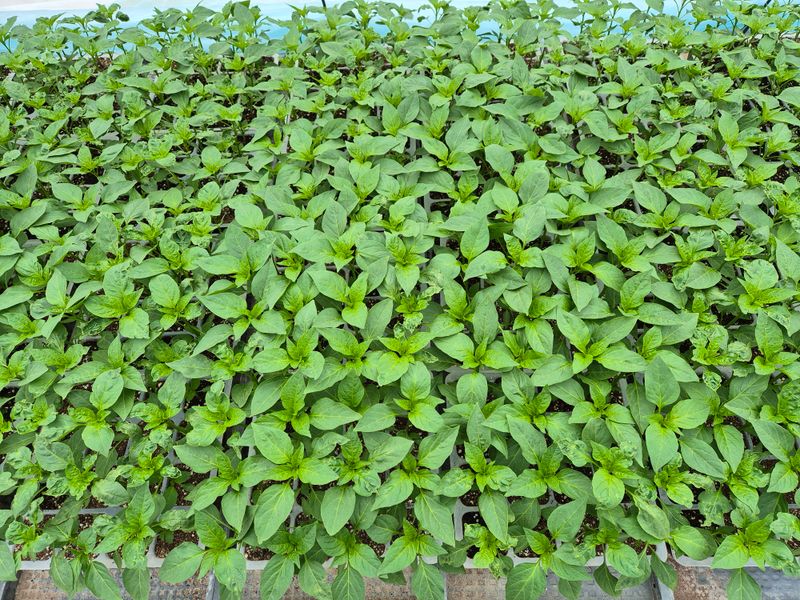 착한농부 안병하님의 장터 구매 후기 썸네일