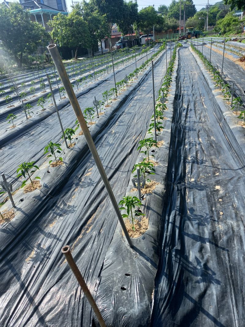 향숙님의 장터 구매 후기 썸네일