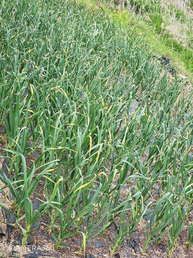 김동호님의 장터 구매 후기 썸네일