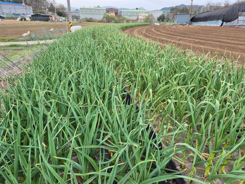 착한농부 안병하님의 장터 구매 후기 썸네일