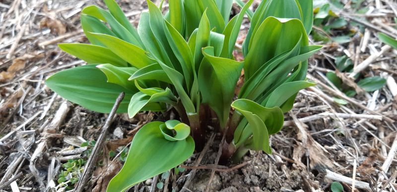 엄나무님의 장터 구매 후기 썸네일