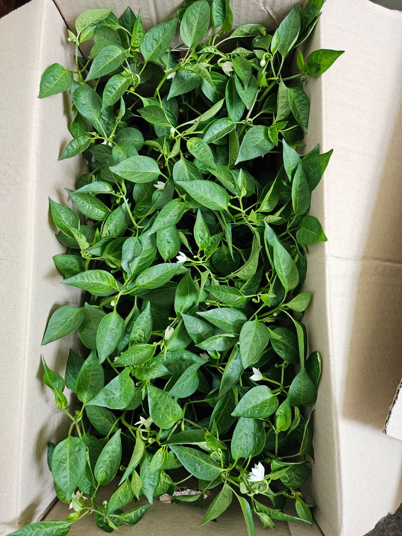 비룡이님의 장터 구매 후기 썸네일