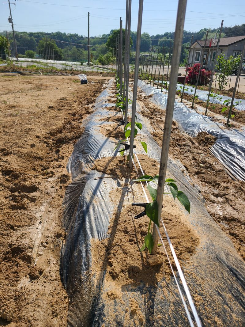전홍열님의 장터 구매 후기 썸네일