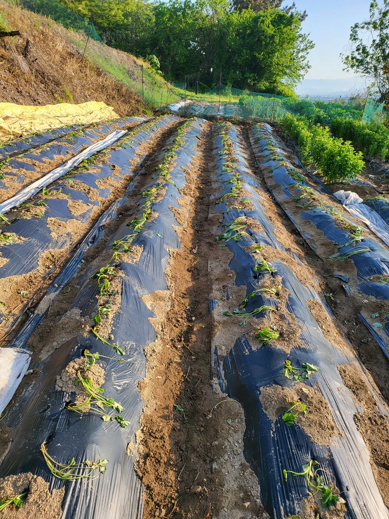 정용학님의 장터 구매 후기 썸네일