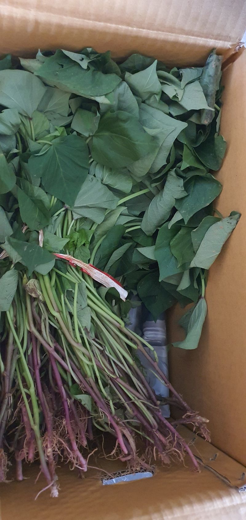 최금순(햇살농장)님의 장터 구매 후기 썸네일