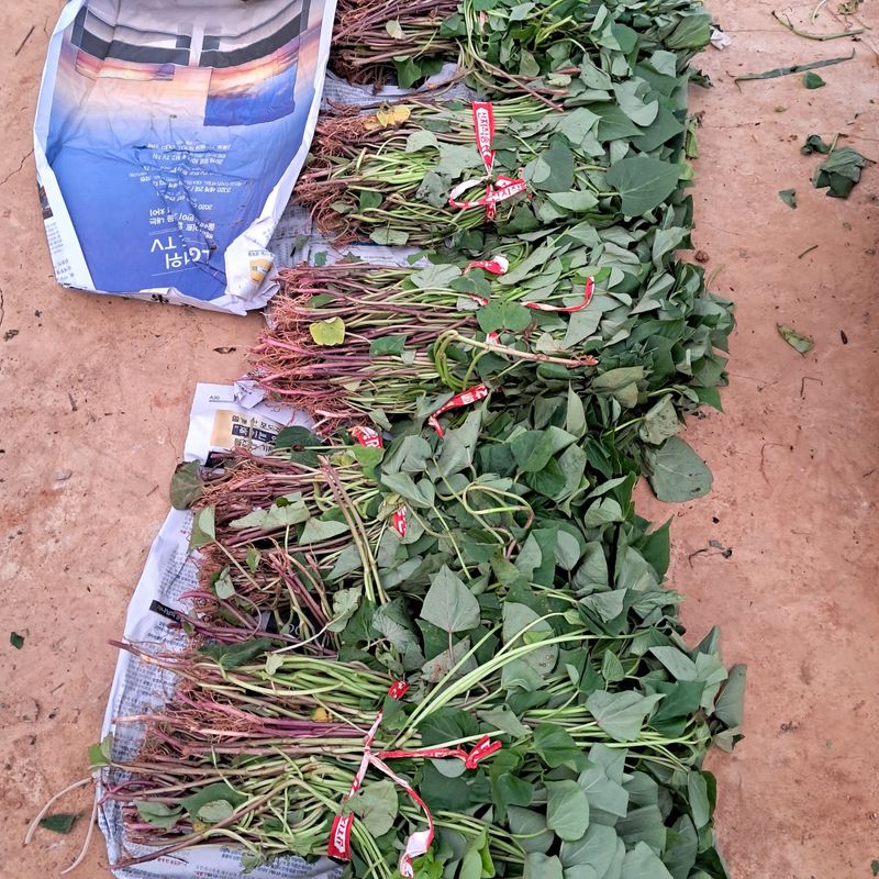 bpjh9173님의 장터 구매 후기 썸네일