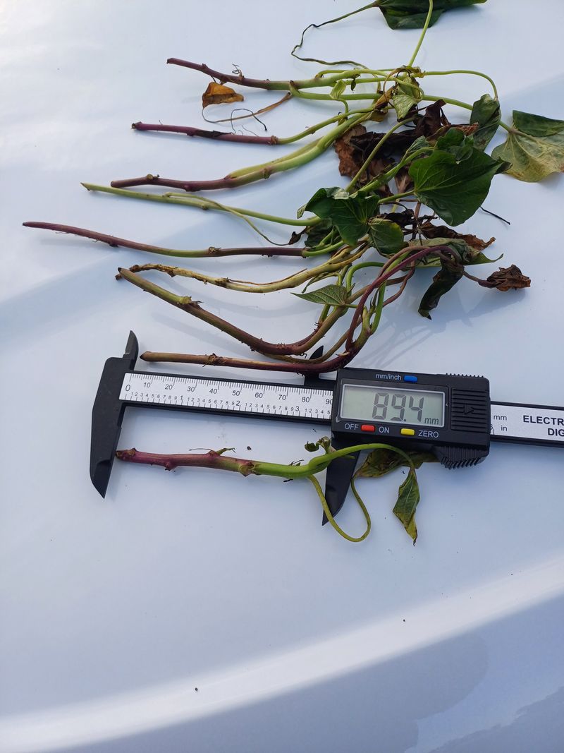 이대옥님의 장터 구매 후기 썸네일