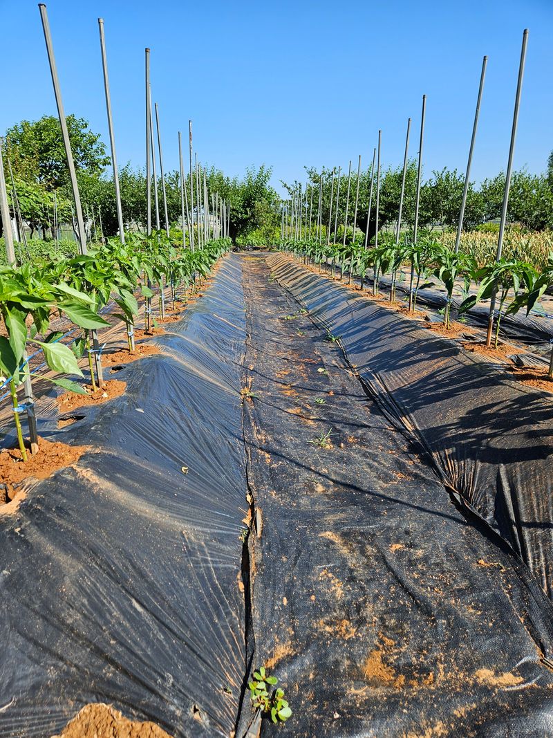 농심은천심님의 장터 구매 후기 썸네일