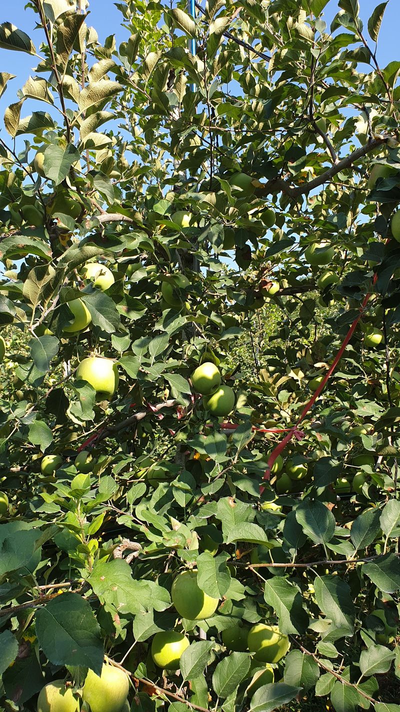강영석님의 장터 구매 후기 썸네일