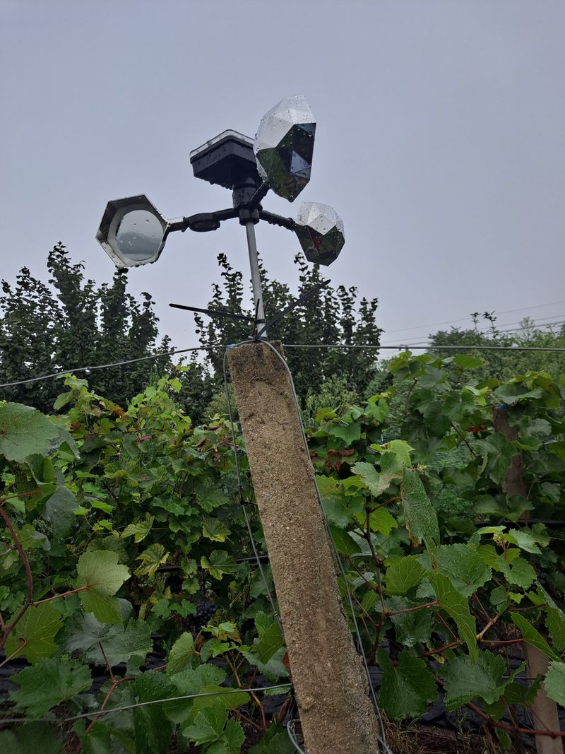 은화주농원맥반석포도님의 장터 구매 후기 썸네일