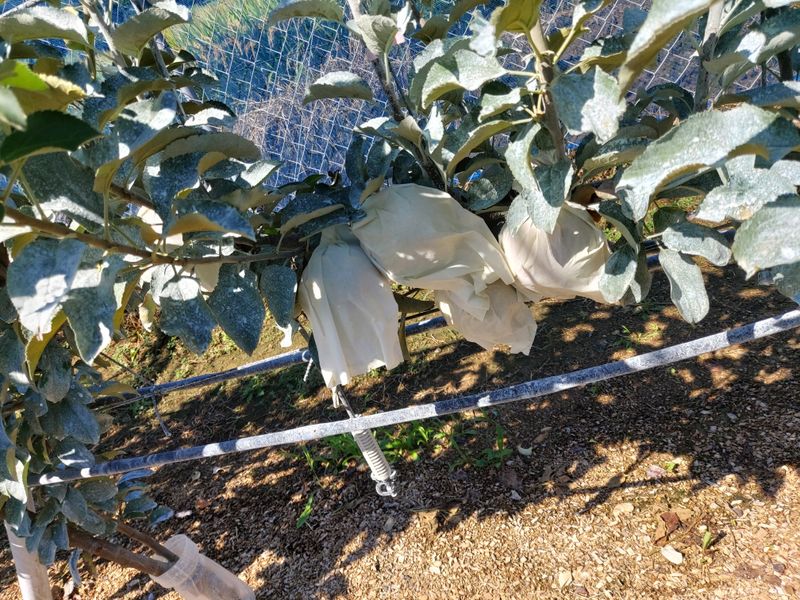 지안농산님의 장터 구매 후기 썸네일