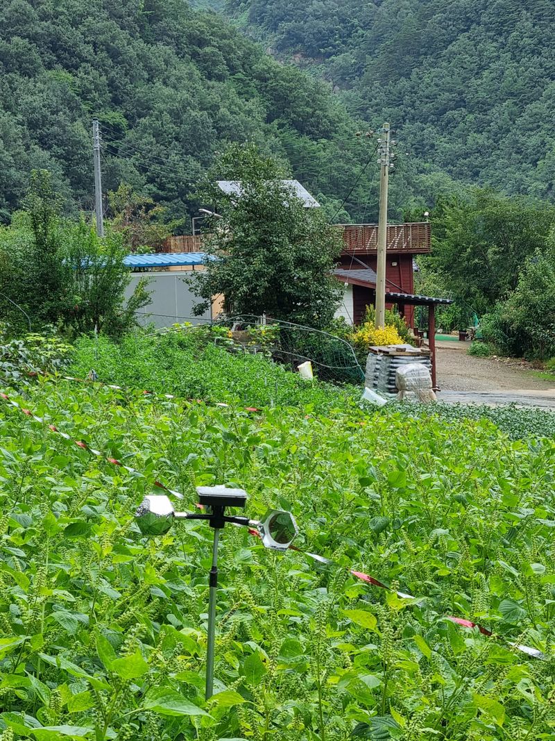 이상응님의 장터 구매 후기 썸네일