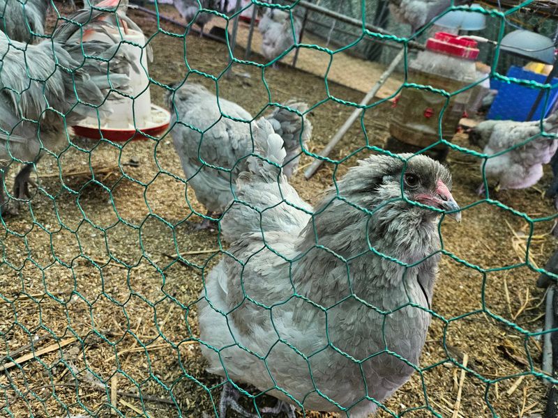 이병철님의 장터 구매 후기 썸네일