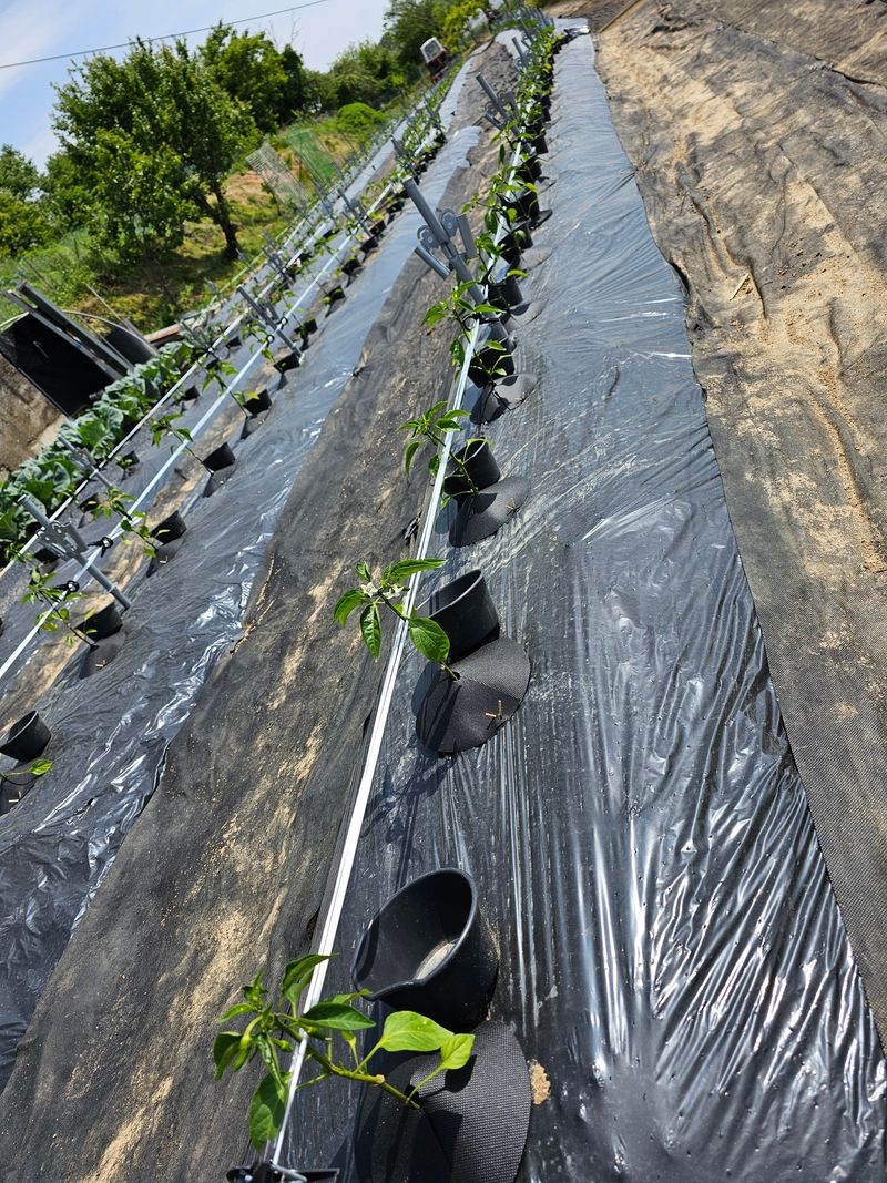 처마밑에추녀님의 장터 구매 후기 썸네일