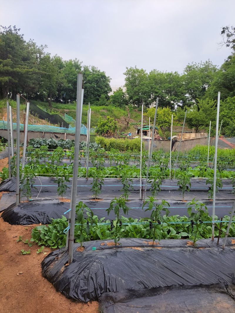 이윤형님의 장터 구매 후기 썸네일