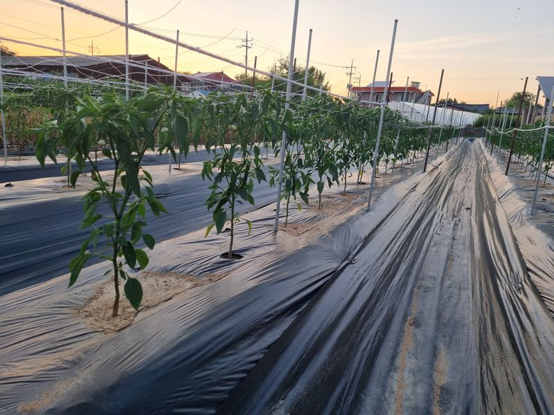 백광종님의 장터 구매 후기 썸네일