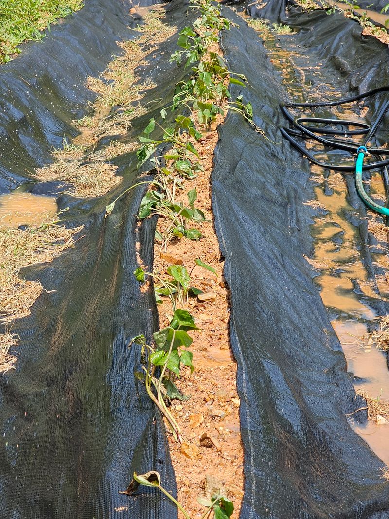 고흥박상남님의 장터 구매 후기 썸네일