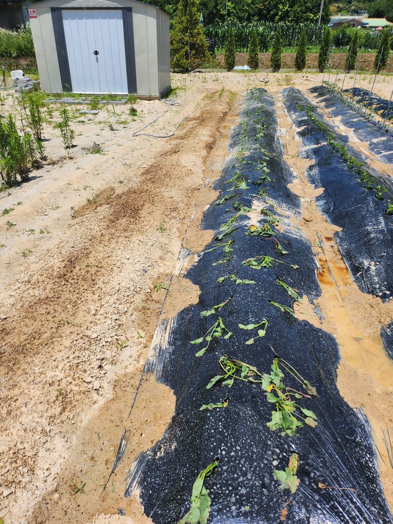 현부강님의 장터 구매 후기 썸네일