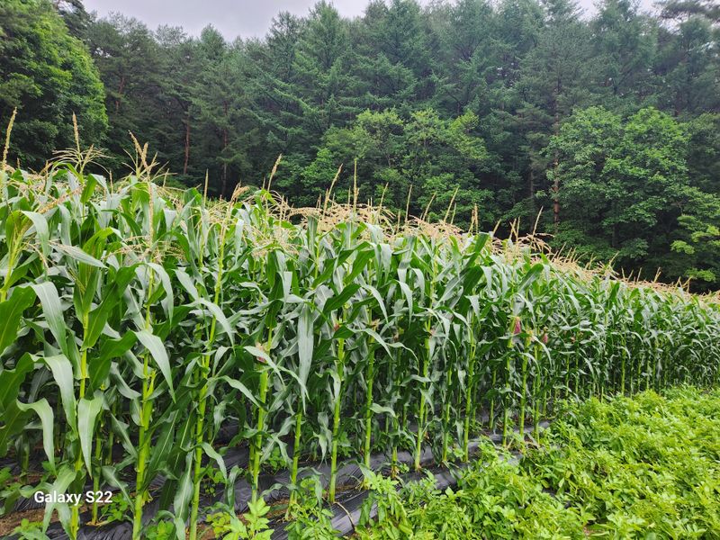 우양수님의 장터 구매 후기 썸네일