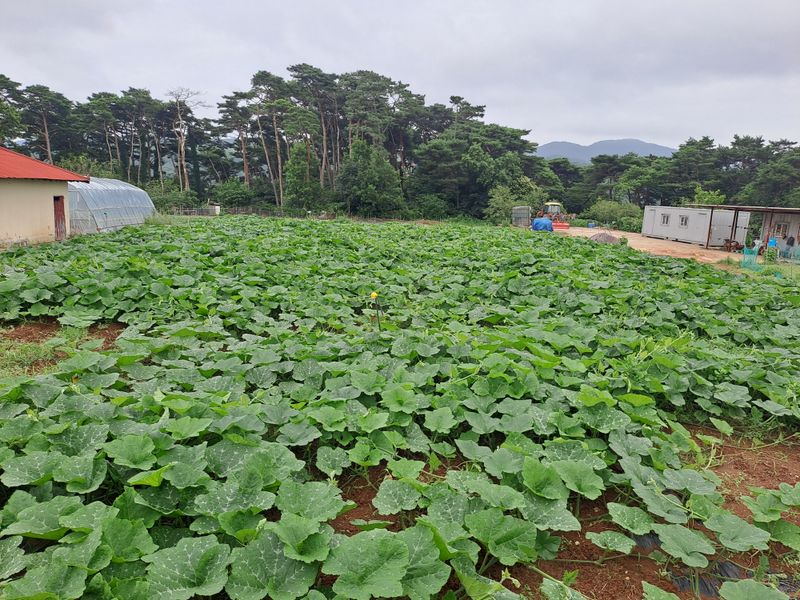 곽해영님의 장터 구매 후기 썸네일