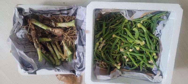 호야네 전은혜님의 장터 구매 후기 썸네일