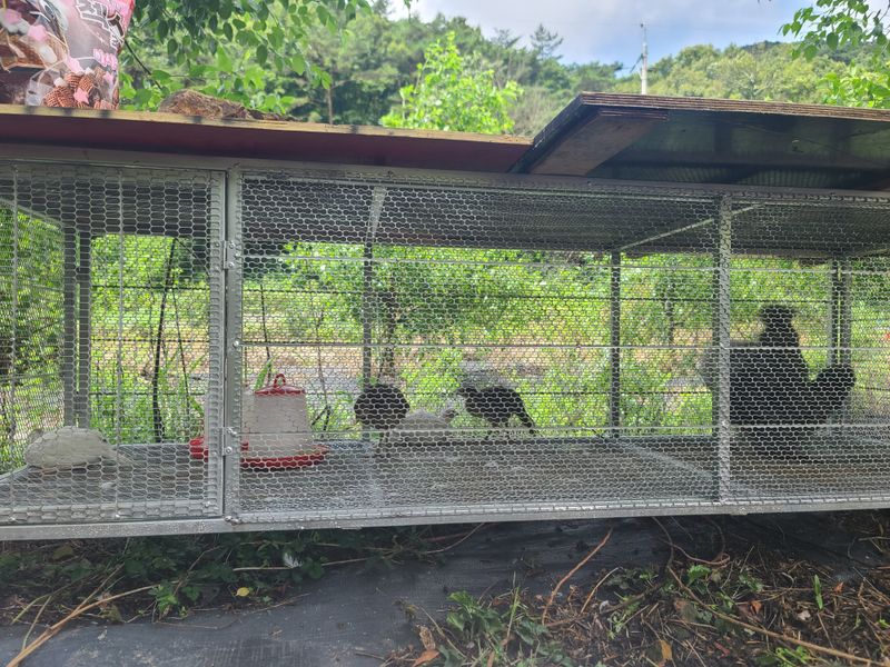 운림골님의 장터 구매 후기 썸네일