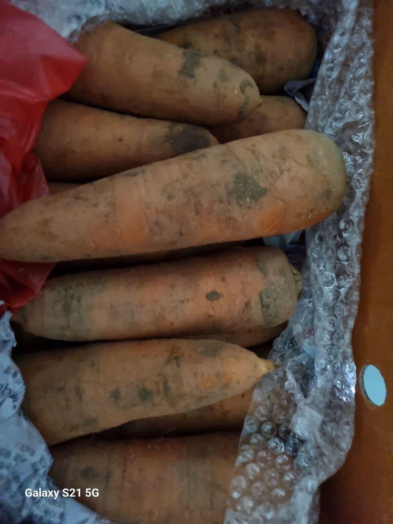 팜모닝회원 정정섭 님의 장터 구매 후기 썸네일