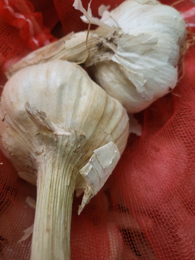 봄이네님의 장터 구매 후기 썸네일