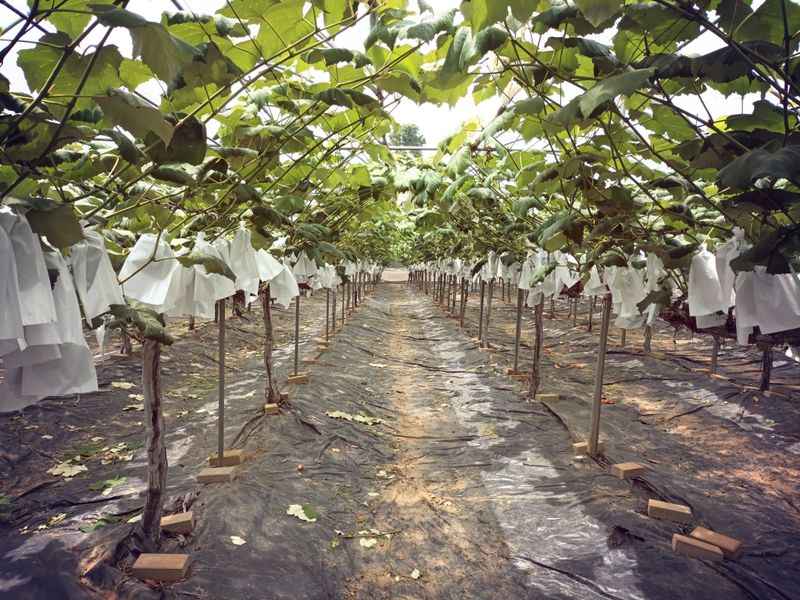 이영학 님의 장터 구매 후기 썸네일