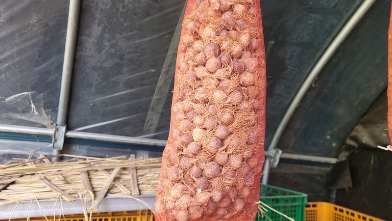 조미숙님의 장터 구매 후기 썸네일