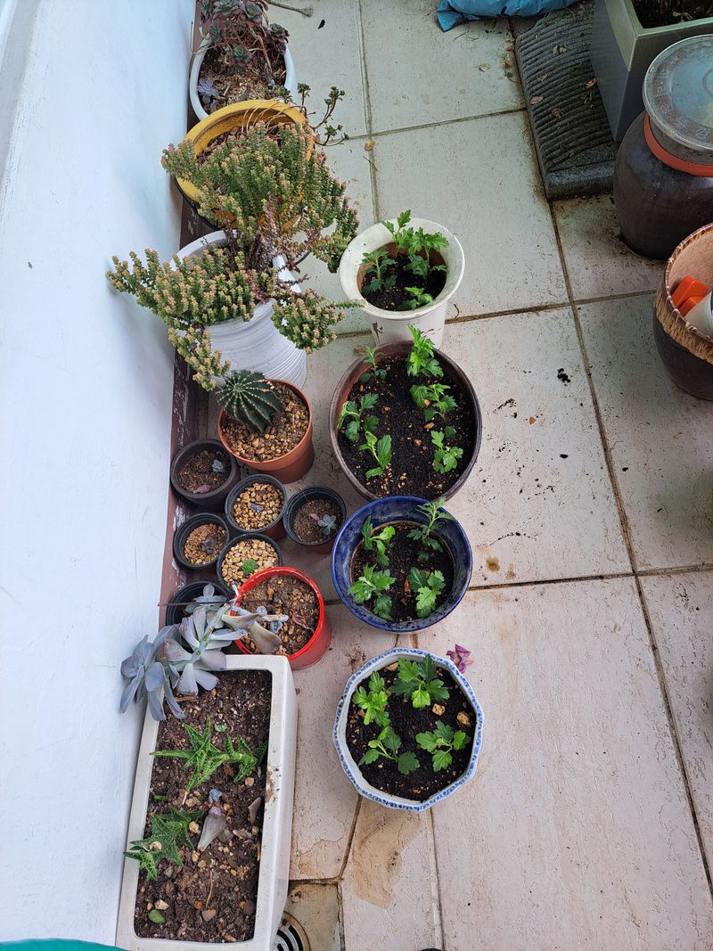 아오리9호님의 장터 구매 후기 썸네일