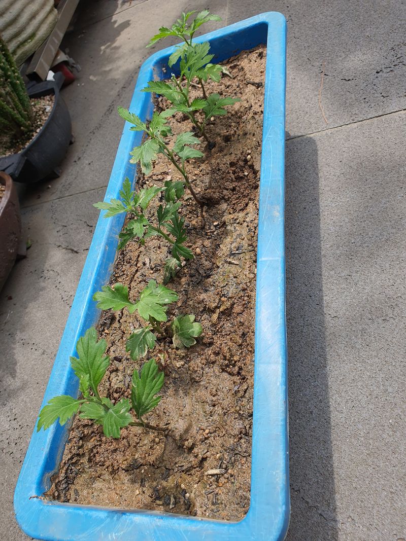 사과9665님의 장터 구매 후기 썸네일