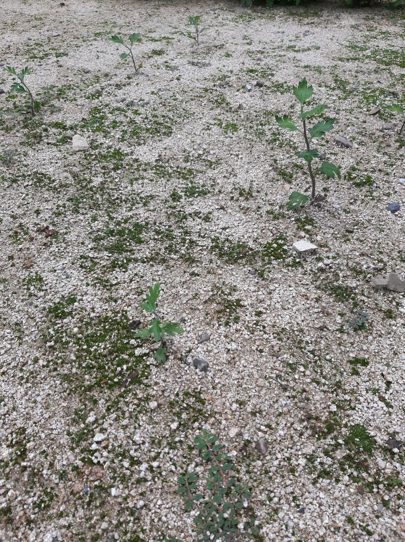 강물처럼님의 장터 구매 후기 썸네일