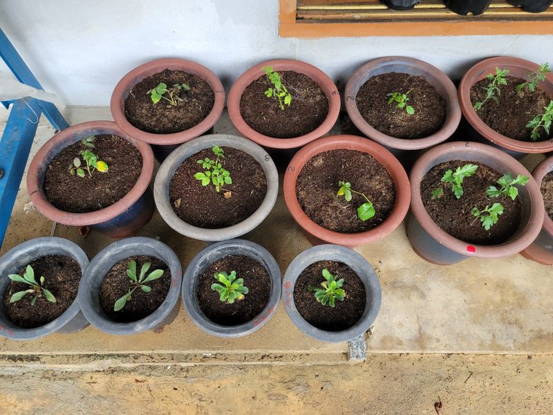 옥수수11269님의 장터 구매 후기 썸네일