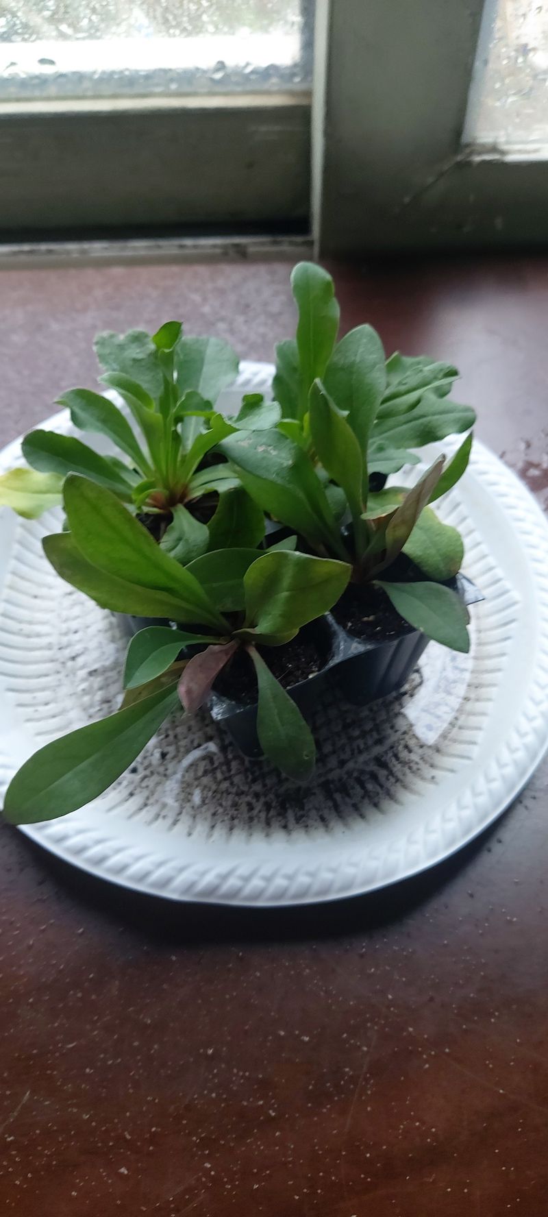 서산 호반농원이양옥님의 장터 구매 후기 썸네일