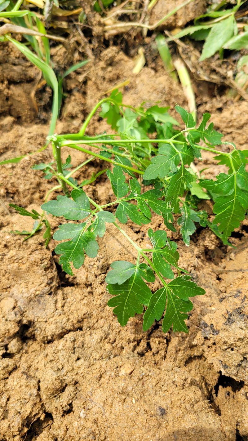 푸른하늘은하수님의 장터 구매 후기 썸네일