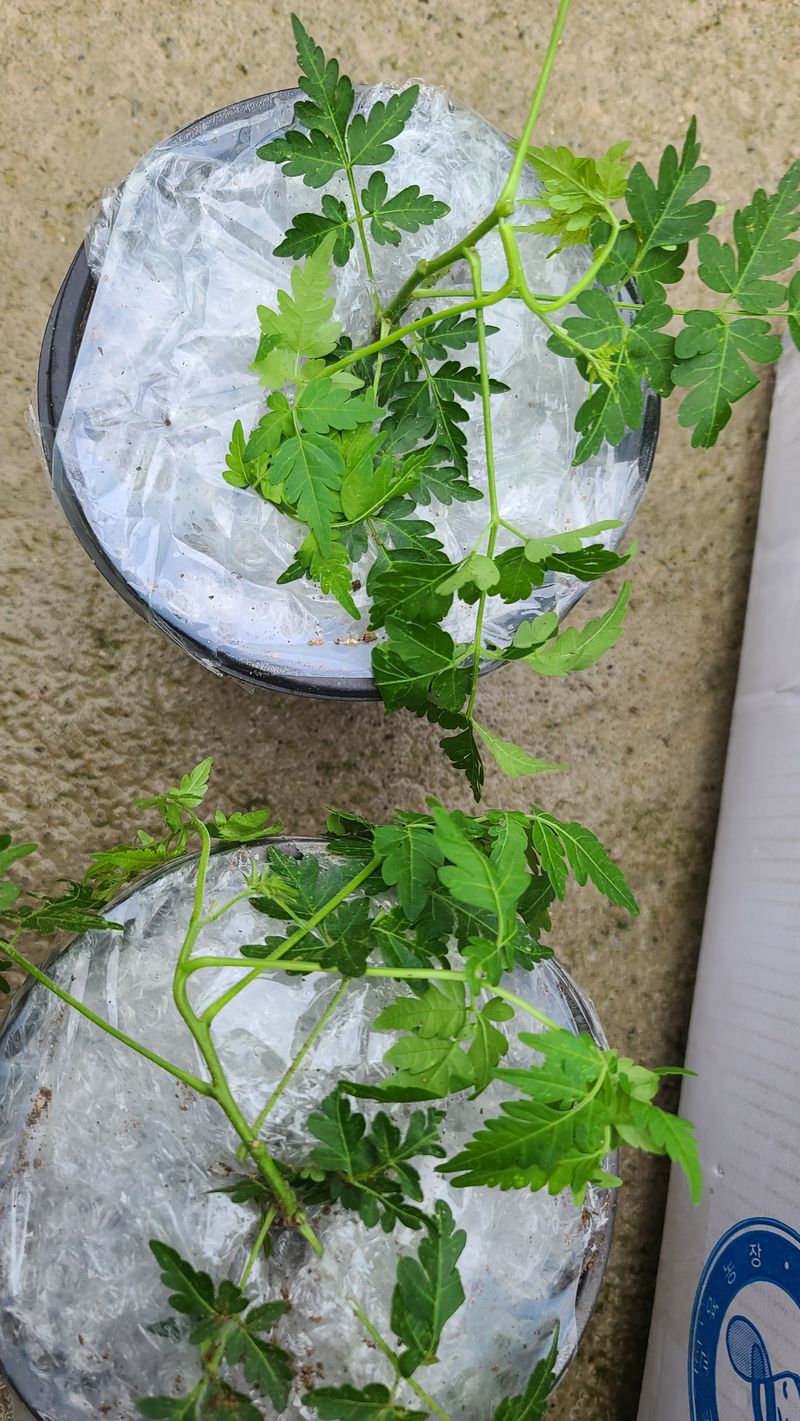 이동걸님의 장터 구매 후기 썸네일