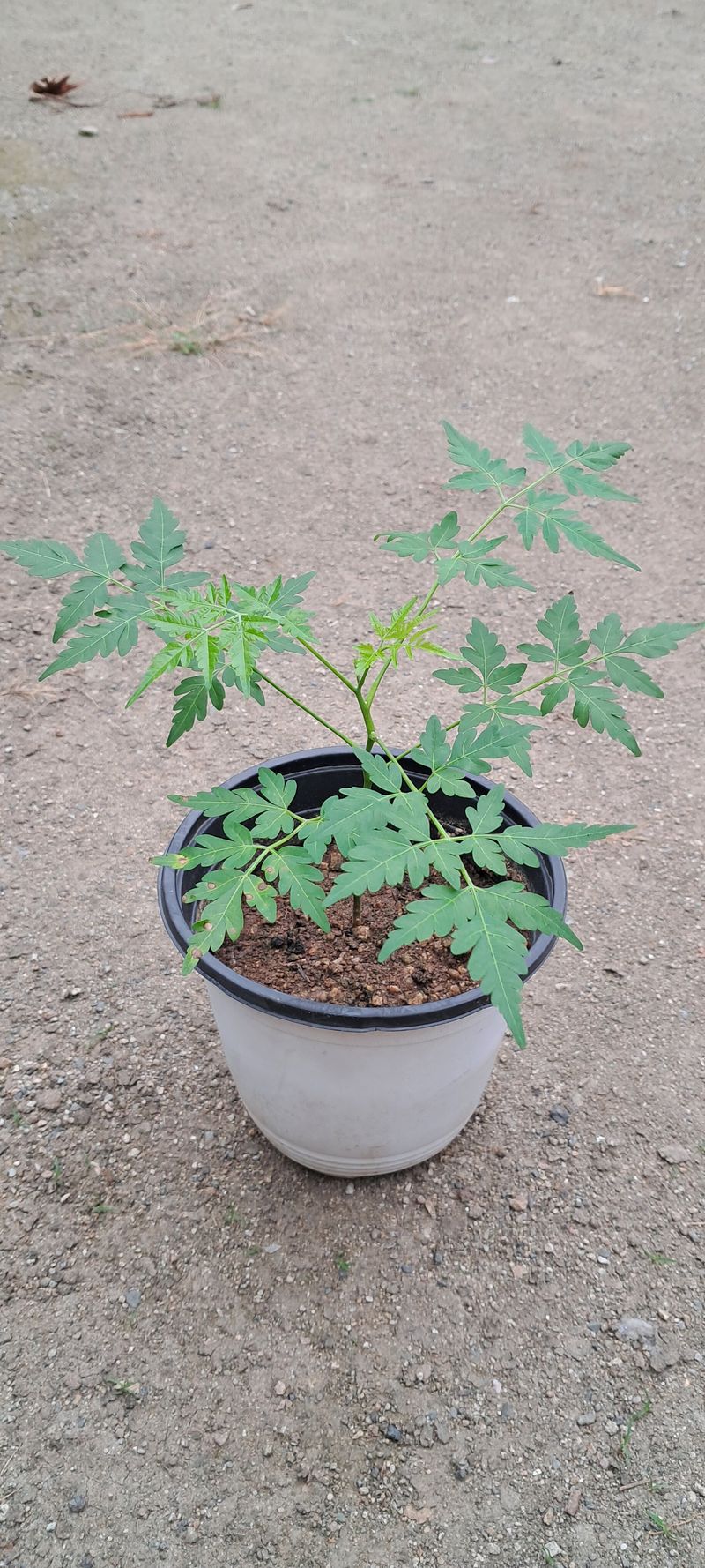 별라님의 장터 구매 후기 썸네일