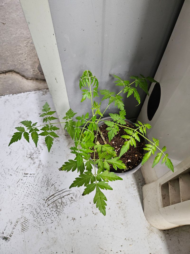 안상환님의 장터 구매 후기 썸네일