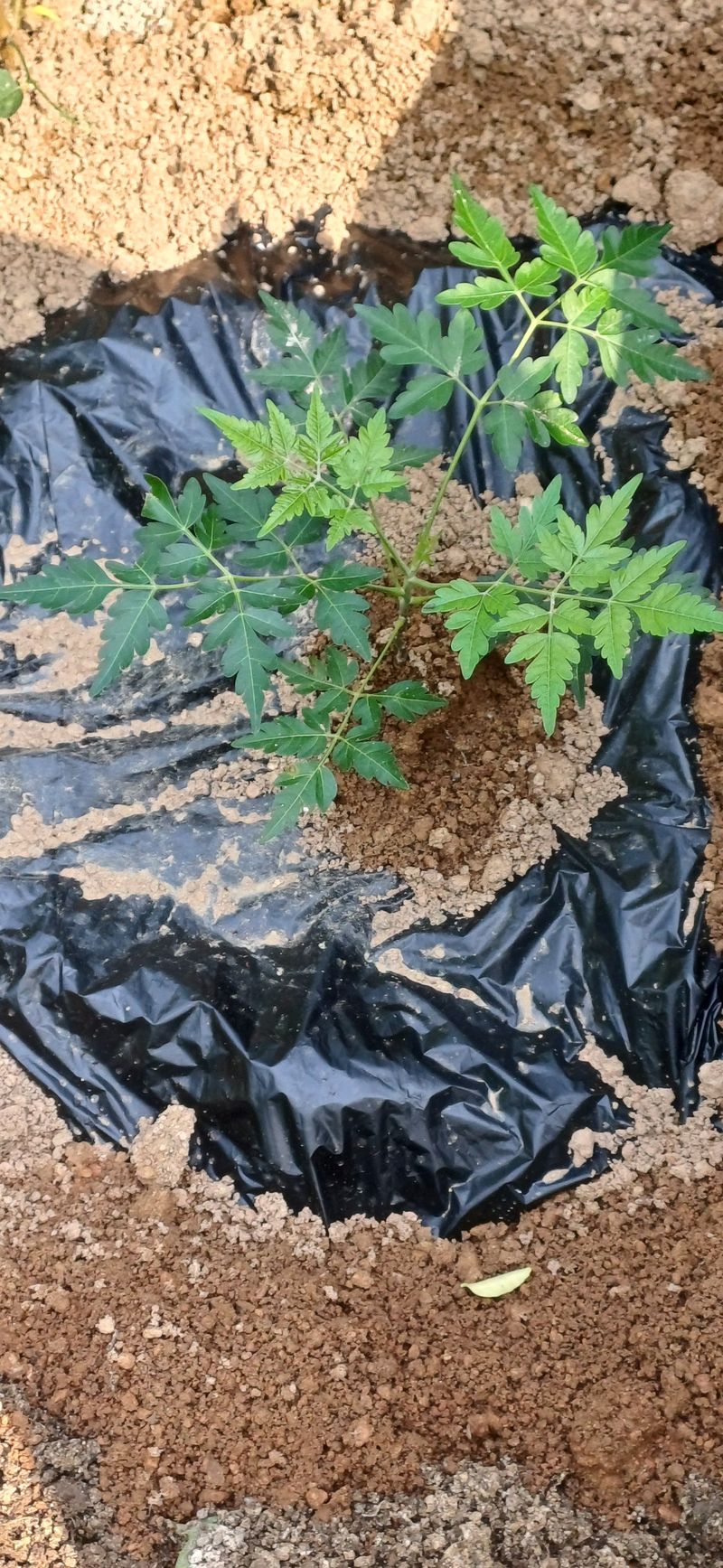 횡계구곡님의 장터 구매 후기 썸네일