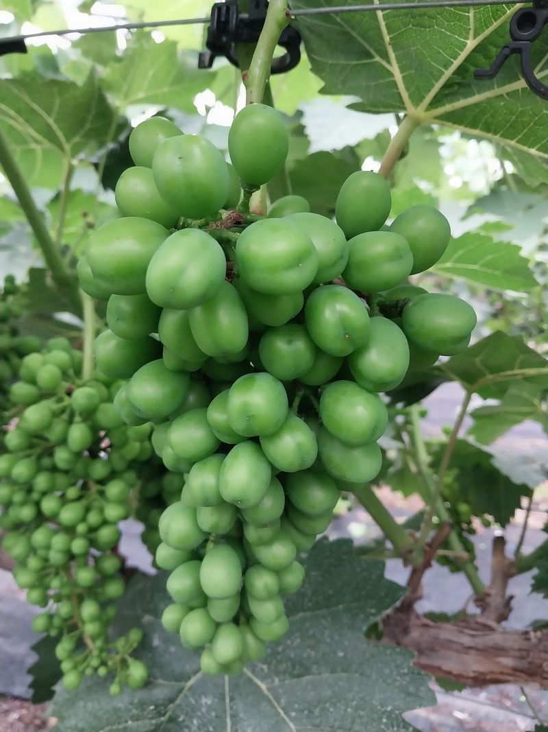 미성농장님의 장터 구매 후기 썸네일