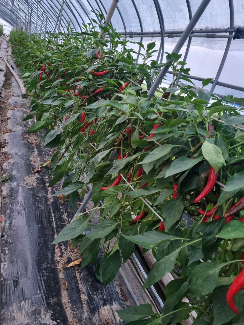 친환경아줌아님의 장터 구매 후기 썸네일