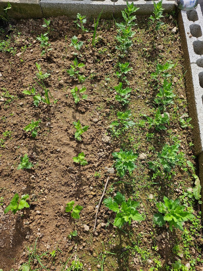 배앙이님의 장터 구매 후기 썸네일