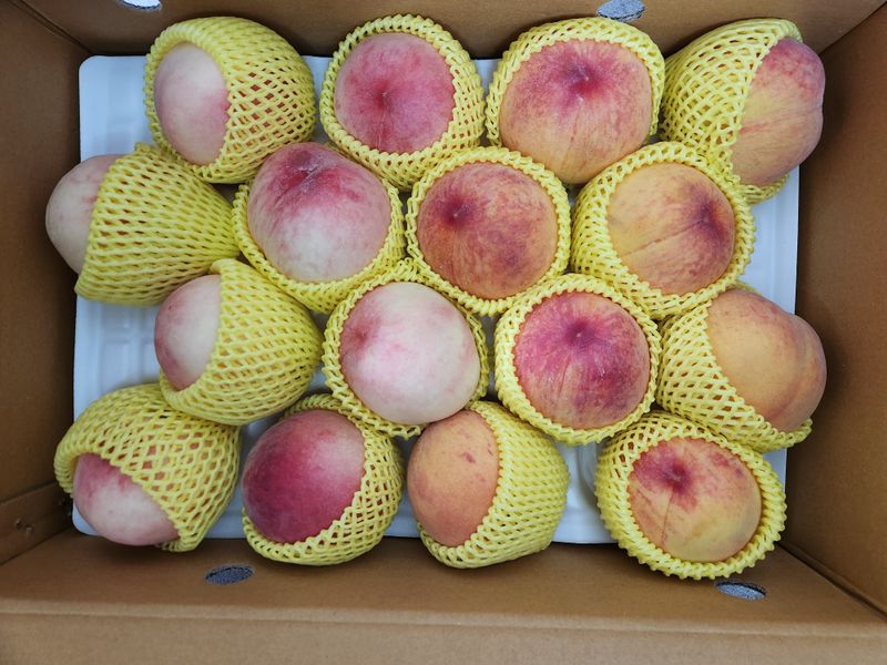 소나무1님의 장터 구매 후기 썸네일