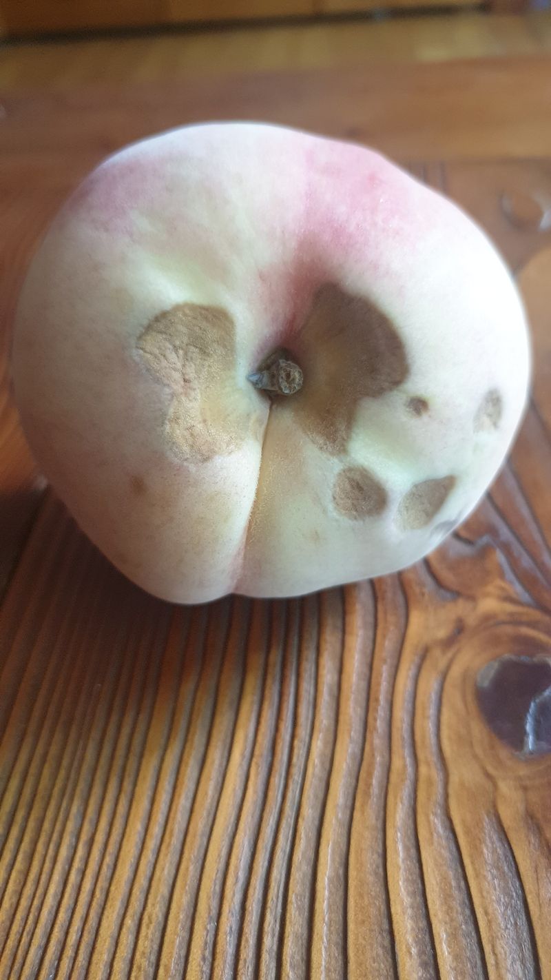 오승희님의 장터 구매 후기 썸네일