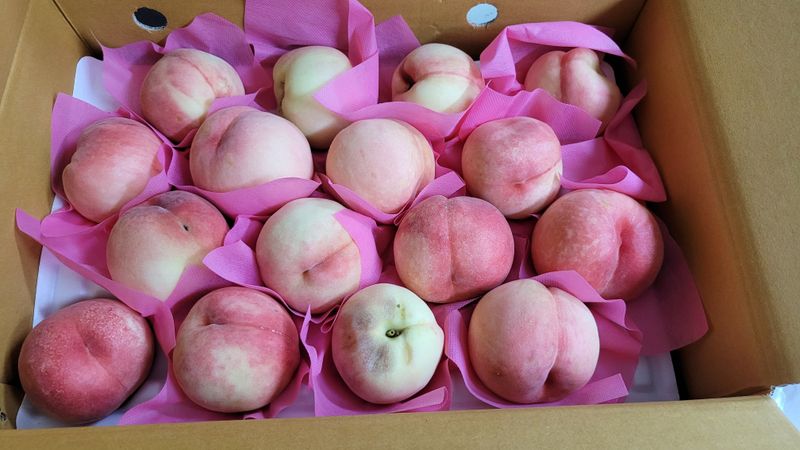 푸른하늘은하수님의 장터 구매 후기 썸네일