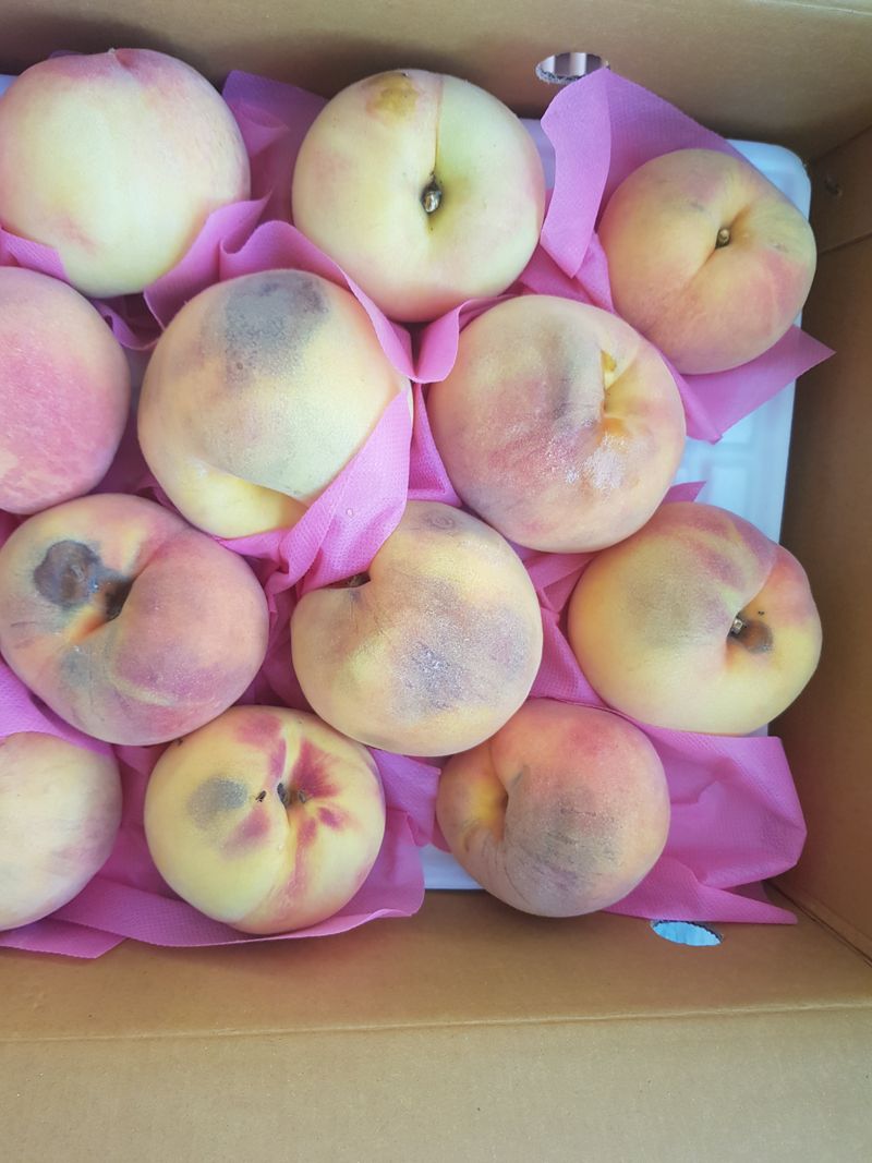 수기님의 장터 구매 후기 썸네일